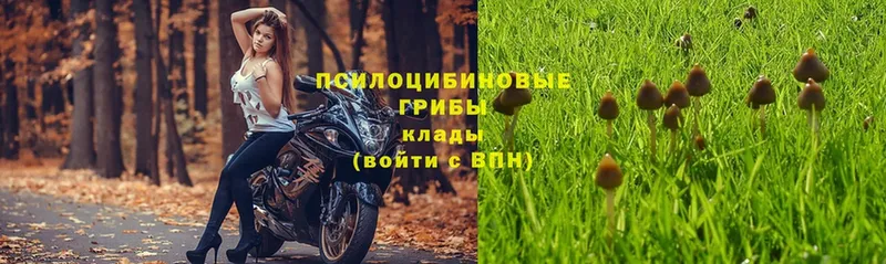 Псилоцибиновые грибы Psilocybe  Кингисепп 