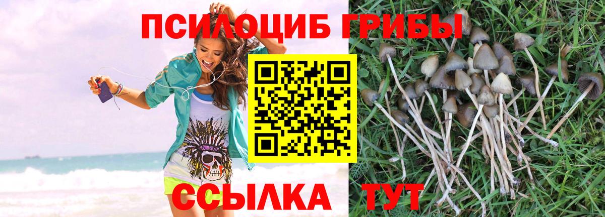 Псилоцибиновые грибы мухоморы Кингисепп