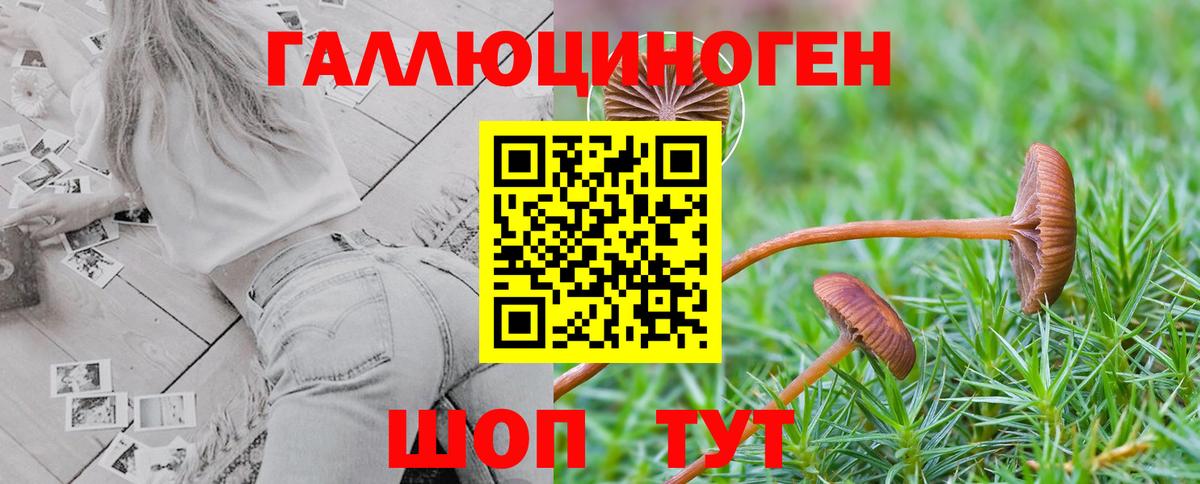 Кингисепп  Псилоцибиновые грибы прущие грибы  Вход с VPN 